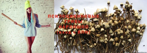 крисы Баксан